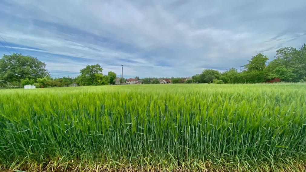 Na predaj stavebný pozemok v Kameničnej pri Komárne - 2800m2