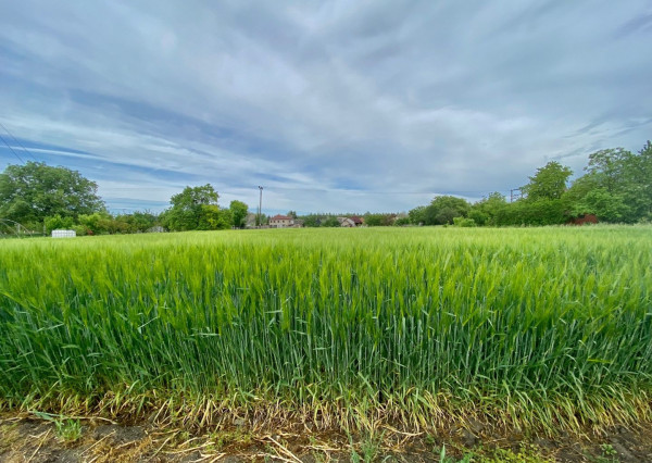 Na predaj stavebný pozemok v Kameničnej pri Komárne - 2800m2